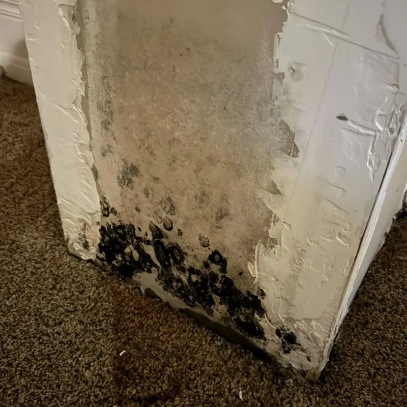 Professional Mold Removal in Matteson, IL